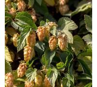 Luppolo - Humulus lupulus scalapante scalapanti resistenti rapida crescita semi decorazione balcone primavera estate semi 150pcs