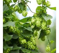 Luppolo - Humulus lupulus semi biologici balcone decorazione estate ufficio decorazione ufficio scalapante scalapanti resistenti veloci 200pcs