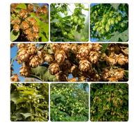Luppolo - Humulus lupulus semi biologici giardino decorazione balcone 400pcs