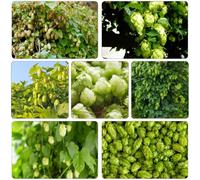 Luppolo - Humulus lupulus semi di ufficio biologici riverdimento tetti estate scalapante decorazione ufficio acquistare semi interni esotici 300pcs