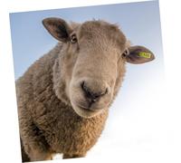 Lurrose 100 pezzi Targhette Auricolari per Bestiame in Tpu e UV Resistenti per Identificazione Animali da Fattoria Ridotte Dolore Facili da Applicare su Mucche e Bovini