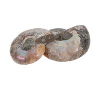 Lurrose Ciondolo Ammonite Naturale 2 Pezzi 2-3 CM con Pietra Preziosa per Educazione Scientifica e Decorazione Feng Shui Esemplare Fossile di Conchiglia per Collezionisti e Appassionati