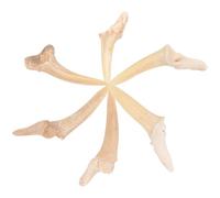 Lurrose Collane Ciondolo a Forma di Dente di Squalo per Uomo, Set da 6 Pezzi Denti di Squalo Fossili Naturali, Collane Regolabili per Uso Quotidiano e Gioielli Fai da Te