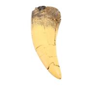 Lurrose Dinosaur Tooth Desk Decorations in Resina, Fang Realistico con Aspetto Preistorico Distintivo, Display Educativi Interattivi per Collezionisti e Home Decor
