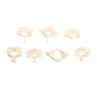 Lurrose Modello per Studio Anatomico e Educazione del Paziente di Colonna Vertebrale Cervicale in Pvc Bianco, Grandezza Naturale, Leggero e Resistente, Strumento Didattico