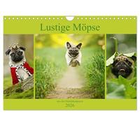 Lustige Möpse aus der Hundeknipserei (Wandkalender 2026 DIN A4 quer), CALVENDO Monatskalender: Diese Mopshunde sorgen jeden Tag für einen Schmunzler