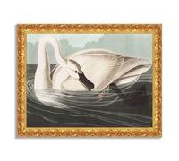 LuxHomeDecor John James Audubon - Cigno trombettiere I - Quadro stampa su tela effetto dipinto con cornice in legno oro classico - 130x100 cm