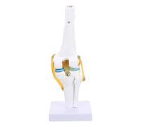 Luxshiny Modello Grandezza Naturale Articolazione Del Ginocchio Simulazione Didattica per Medici e Terapisti Dimostrazione Movimento e Lesioni