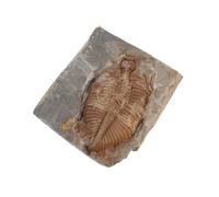 Luxshiny Specimen di Trilobite Fossile Naturale per Scienza e Educazione, Giocattolo Didattico e Decorazione da Scrivania e Adolescenti