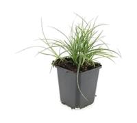 Luzula Nivea Sempreverde Argento per Giardino, Set da 6, Vaso Ø9cm