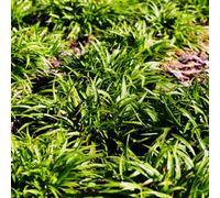 Luzula sylvatica - 6 piante Ø 9 cm - altezza 10-25 cm - copertura sempreverde per ombre e sottostanti, resistente all'inverno, facile da pulire, robusto