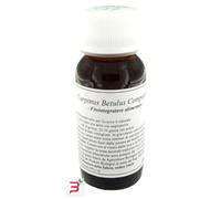 LVS 20N CARPINUS BETULUS COMPOSITUM