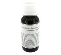 LVS 65S ORTHOSIPHON STAMI COMP