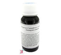 LVS 85C ERIGERON CANADENSIS COMPOSITUM