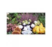 Lvs Arctostaphylos Uva Ursina Compositum Integratore 60 ml