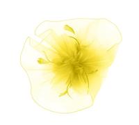 LXJLXD Velo per la privacy per il viso, comodo, accessorio professionale per fotografia per industria dello spettacolo (giallo)