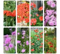 Lychnis fulgens - Copertura resistente semi da giardino del balcone interno esotico giardino ombra, resistente 200pcs