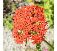 Lychnis fulgens - selvatiche semi di d'appartamento giardino che amano l'ombra, resistenti 500pcs