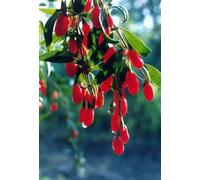 Lycium chinense Wolfberries Le bacche di Goji 20 semi Seeds ONLY