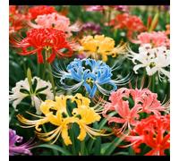 Lycoris perenne/Varietà classica di Lycoris/Tollerante al freddo e all'ombra/Adatta per l'arredo paesaggistico di giardini e parchi-8 PCS-D