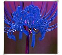 Lycoris radiata bulbi/miste/Radici selezionate di hosta/resistenti al freddo e alla siccità/adatte per la decorazione di giardini e balconi【NVNJHJN】-3 bulbi-C