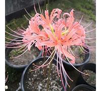 Lycoris radiata bulbi/miste/Radici selezionate di hosta/resistenti al freddo e alla siccità/adatte per la decorazione di giardini e balconi【NVNJHJN】-5 bulbi-E