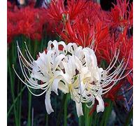 Lycoris radiata bulbi/miste/Radici selezionate di hosta/resistenti al freddo e alla siccità/adatte per la decorazione di giardini e balconi【NVNJHJN】-10 bulbi-B
