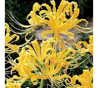 Lycoris radiata bulbi/miste/Radici selezionate di hosta/resistenti al freddo e alla siccità/adatte per la decorazione di giardini e balconi【NVNJHJN】-10 bulbi-D