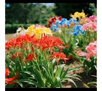 Lycoris/Varietà classica di Lycoris/Per l'architettura del giardino/Resistente al freddo e all'ombra-10 PCS-I