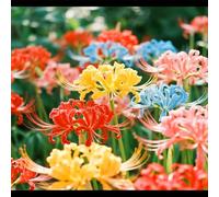 Lycoris/Varietà classica di Lycoris/Per l'architettura del giardino/Resistente al freddo e all'ombra-2 PCS-G