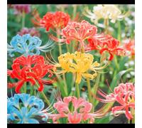 Lycoris/Varietà classica di Lycoris/Per l'architettura del giardino/Resistente al freddo e all'ombra-4 PCS-F