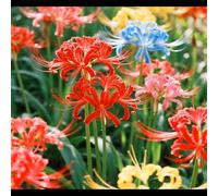 Lycoris/Varietà classica di Lycoris/Per l'architettura del giardino/Resistente al freddo e all'ombra-4 PCS-H