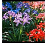 Lycoris/Varietà classica di Lycoris/Per l'architettura del giardino/Resistente al freddo e all'ombra-6 PCS-D