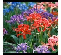 Lycoris/Varietà classica di Lycoris/Per l'architettura del giardino/Resistente al freddo e all'ombra-6 PCS-C