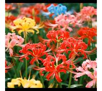 Lycoris/Varietà classica di Lycoris/Per l'architettura del giardino/Resistente al freddo e all'ombra-6 PCS-B