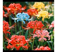 Lycoris/Varietà classica di Lycoris/Per l'architettura del giardino/Resistente al freddo e all'ombra-8 PCS-J