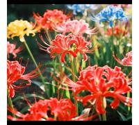 Lycoris/Varietà classica di Lycoris/Per l'architettura del giardino/Resistente al freddo e all'ombra-8 PCS-E