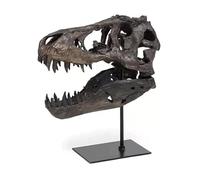 LYHD Decorazioni per la casa Modello di teschio dinosauro con supporto for insegnamento archeologia fossile Statuette decorative