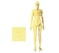 Lylithuif Modello muscolare umano Anatomia Resina ad alta resistenza Struttura dettagliata dell'osso muscolare Modello didattico per la scuola di medicina cinese Schizzo College 28 x 8 x