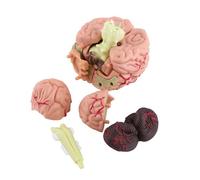 lyrlody Modello Cerebrale, Modello Cerebrale Anatomico, Cervello Umano Great Giocattolo Smontato Strumento di Allenamento Medico Anatomico 1pc Facile Trasportare per l'uomo