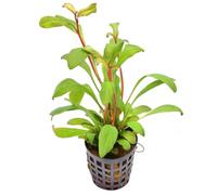 Lysimachia parviflora - Pianta viva da Acquario e Paludario, Crescita Lenta, Perfetta per Aquascaping e Nano Acquari Facile da Coltivare