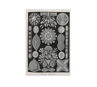 LZTEN Diatomea di Ernst Haeckel - Stampe su tela, poster, arte murale, dipinti ad olio, deco, senza cornice, 30x46cm