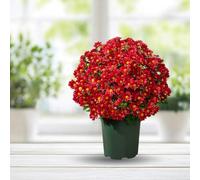 Lzxoo Funsdecor Mums, Artificial Sunset Mums, Artificial Outdoor Sunset Mums Flowers - UV Resistant, Waterproof, Windproof, Fake Fall Flower Daisy (5 Bundle Scarlet)