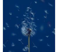 Macaroni Empitsu Tamashii No Ibasho (CD)