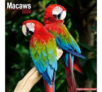 Macaws 2026 Calendar | Square Wall Calendar | Bird Gift | Plastic Free Packaging | by Avonside Publishing