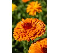 Macerato Oleoso / Olio Vegetale Di Calendula 5 Litri