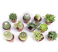 Made in Italy Piante Grasse Mix Succulenti e Cactacee|Vaso Diametro 5.5cm|Piante Grasse Vere|Set di Produzione| Piantine Da Interno, Ufficio, Bomboniere, Scrivania|12 Piante Vere da Interni