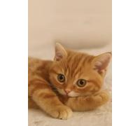 Made with Love: Cute Cat Notebook - Adorable Ginger Kitten: 6x9 Lined Notebook with Cute Cat Designs & Colorful Pages for Notes & Ideas