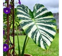 Maestose foglie a forma di orecchie di elefante/Enormi foglie a forma di orecchie di elefante/Riempie gli angoli ombrosi del giardino-8 pcs-E