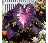 Maestose foglie a forma di orecchie di elefante/Enormi foglie a forma di orecchie di elefante/Riempie gli angoli ombrosi del giardino/Perenne resistente al freddo-3 pcs-J